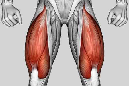 Exercise Category Muscles